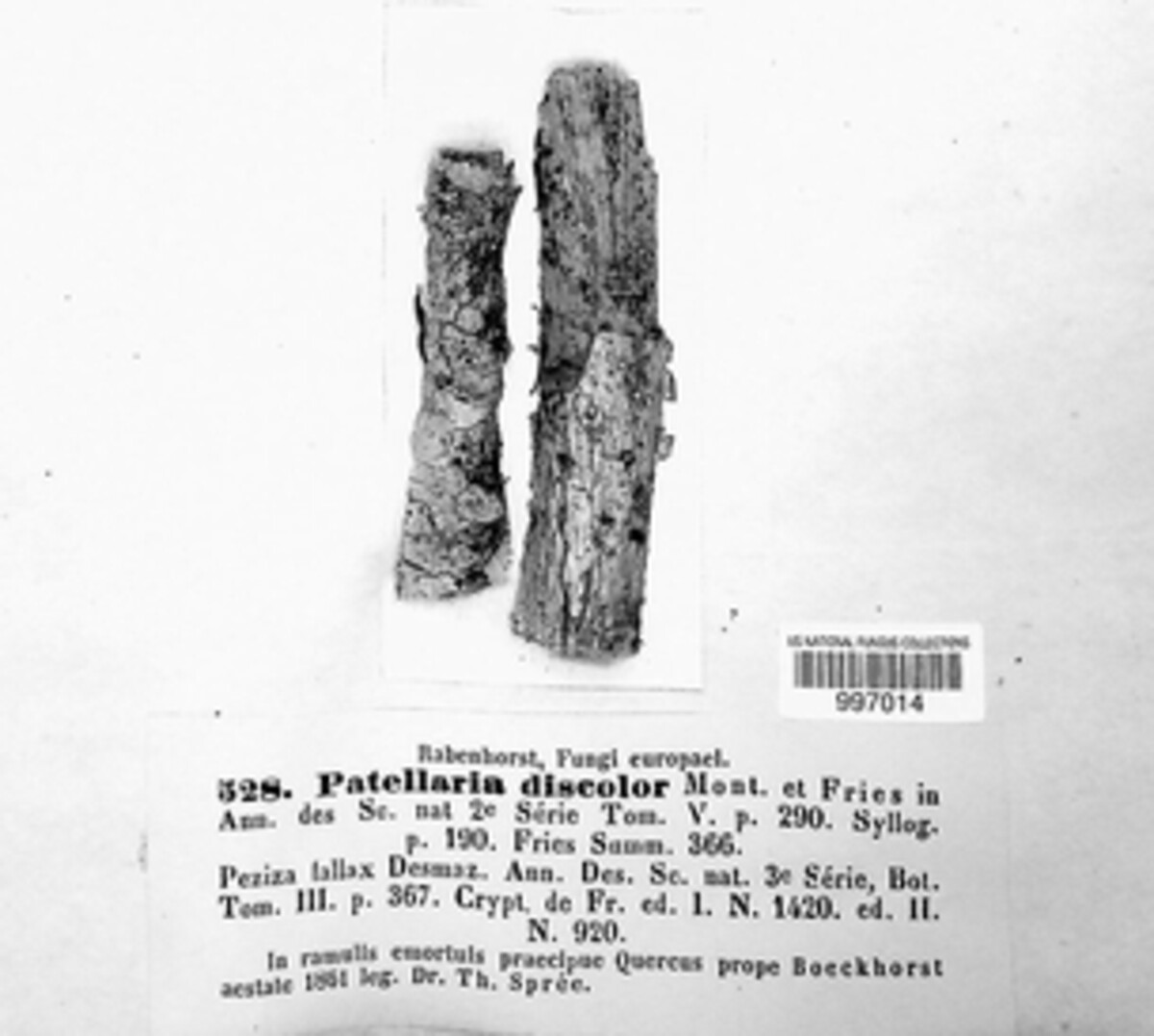 Mollisia discolor image